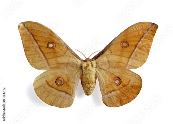 Obraz Antheraea pernyi