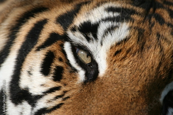 Fototapeta eye of the tiger