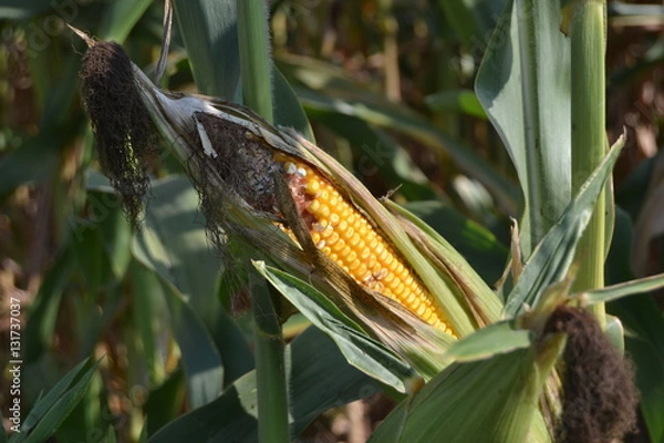 Fototapeta corn field
