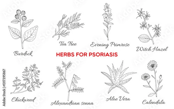 Obraz Collection of best herbs for psoriasis. Hand drawn botanical vector illustration