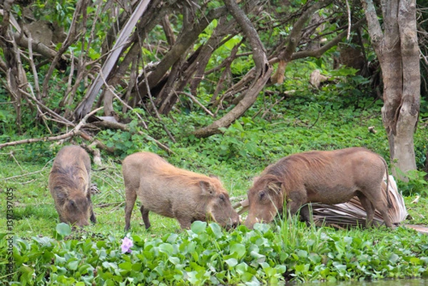 Fototapeta Warthogs grazing