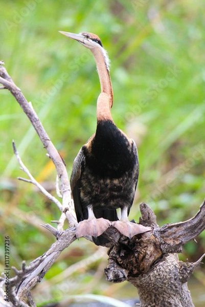 Fototapeta bird in a tree