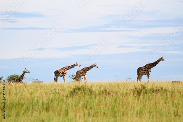 Fototapeta Giraffes watching together