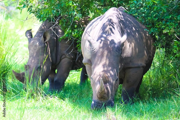 Fototapeta rhino in the grass