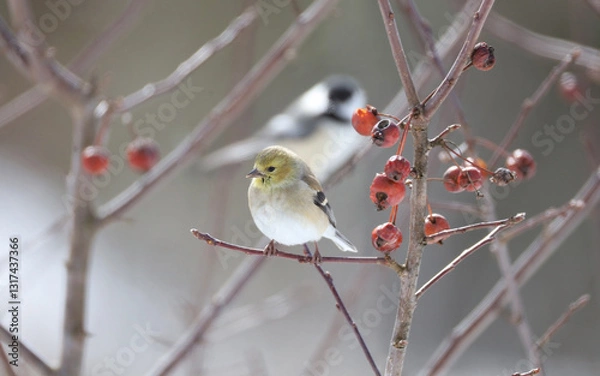 Obraz small bird in nature during winter