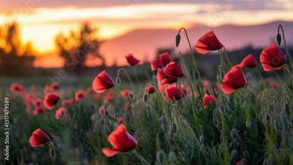 Fototapeta Beautiful natural background with a red poppy flower on a sunset background in a field. Memorial Day, Veterans Day. A photo with a place for the text.