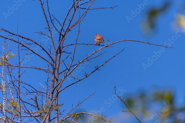 Obraz Falco tinnunculus pertenece a la familia Falconidae.