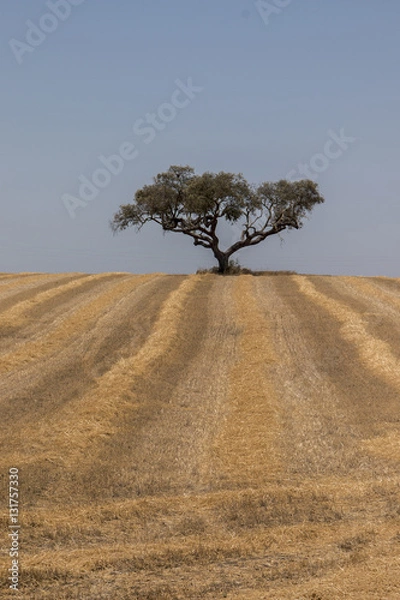 Fototapeta Arid Alentejo landscape