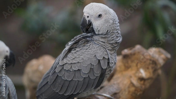 Fototapeta Portrait of a gray parrot or Psittacus erithacus perched on a tree branch