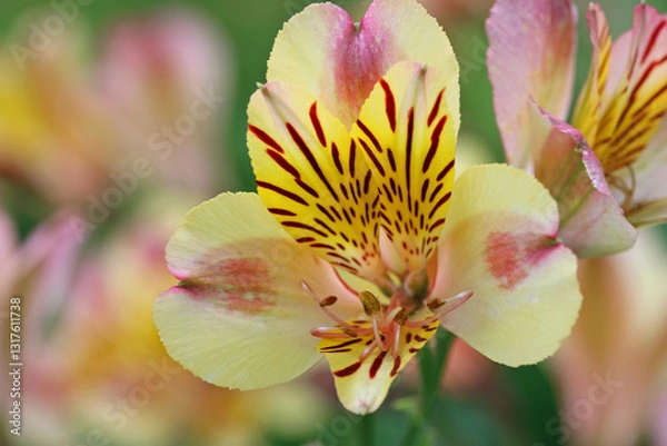 Fototapeta Pink and yellow Peruvian lily flowers in close up