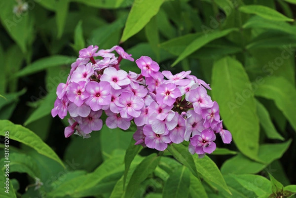 Fototapeta Pink phlox flower spike in close up