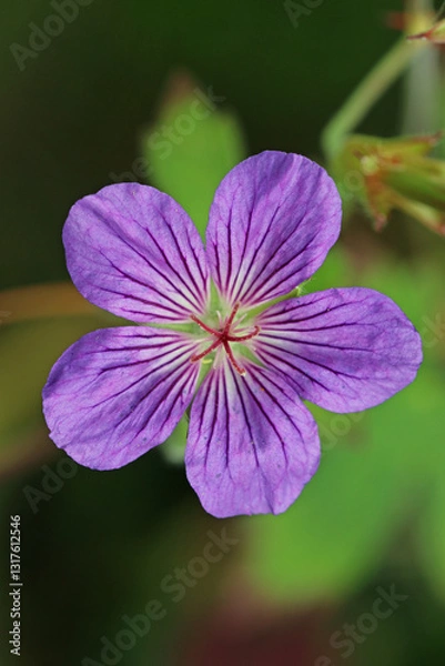 Fototapeta Purple cranesbill flower in close up