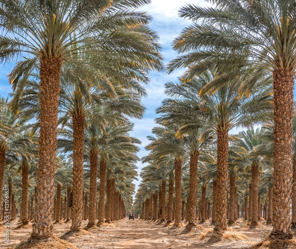 Obraz Road among date palm plantations with old trees of harvesting age,  sustainable agriculture industry for healthy food in desert and arid areas of the Middle East and Africa