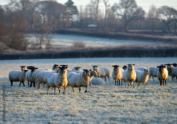 Obraz Frosty sheep