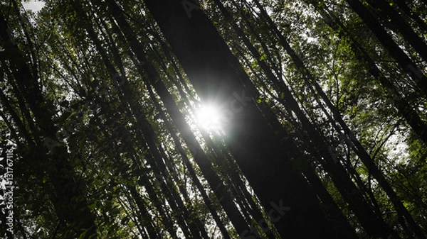 Obraz Peaking Sun in Forest