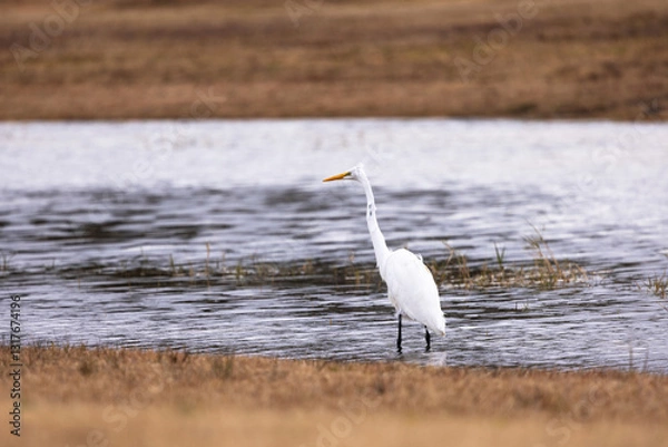 Fototapeta White Egret On Windy Day Wading In Pond