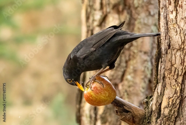 Fototapeta Close up of a male blackbird pecking at an apple on the branch of a tree
