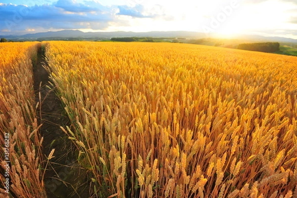 Obraz Wheat Fields Landscape at Sunset