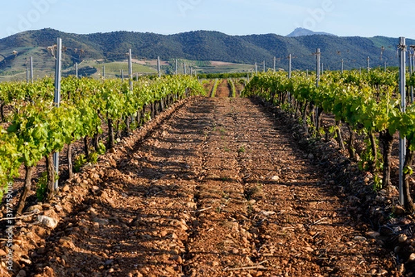 Fototapeta rows of vineyards in the field