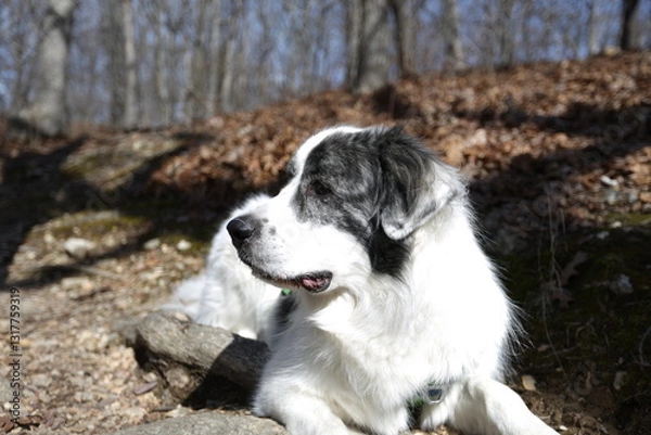 Fototapeta Majestic Canine in Woodland: A noble dog with striking black and white coat rests amidst the dappled light of a sun-drenched forest, exuding an aura of serenity.