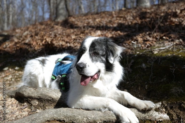 Fototapeta Happy Dog Resting on a Hill: A relaxed dog with striking black and white coat takes a break on a hill covered with leaves, basking in the sun.