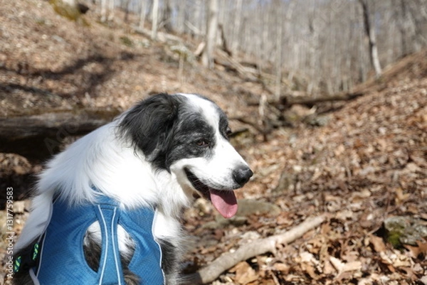 Fototapeta A Canine Explorer: A Border Collie dog, with a leash, sits in a forest environment, and watches his surroundings with the bright sunlight