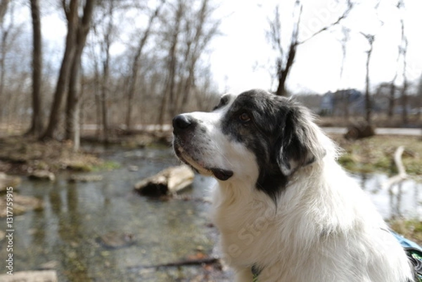 Fototapeta Loyal Companion: A majestic dog with a striking black and white coat, gazes thoughtfully towards a flowing stream in a serene, sun-dappled forest scene.