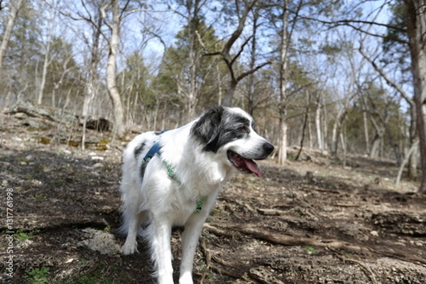 Fototapeta Loyal Companion in the Woods: A medium shot portrays a dog, its fur a mix of white, gray, and black, positioned on a wooded trail, appearing alert and attentive, with a backdrop of trees