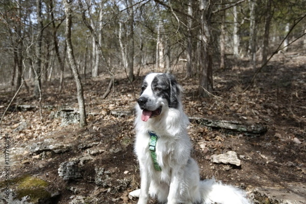 Fototapeta Loyal Companion in Nature: A beautiful, well-loved dog, sits joyfully in a forest, embodying the spirit of adventure and companionship.