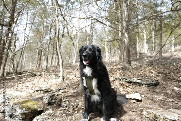 Fototapeta Joyful Forest Companion: A black and white dog sits amidst the trees, exuding joy and a hint of playful curiosity.