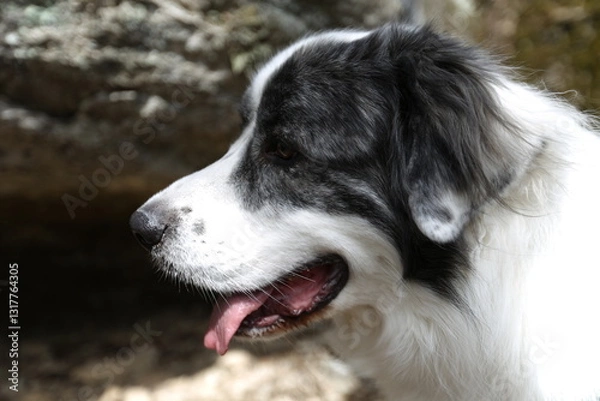 Fototapeta Loyal Companion: A close-up shot of a beautiful dog, with its striking black and white coat, panting contentedly, and displaying its tongue, conveys loyalty and the simple joys of companionship.
