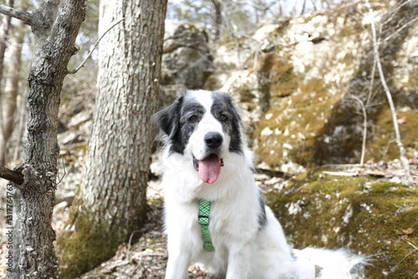 Fototapeta A Canine Explorer: A joyful dog, with distinctive coat, perches on a mossy hillside, framed by tree trunks and weathered rocks.