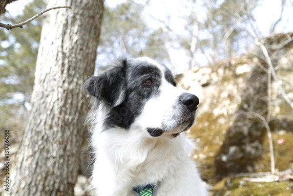 Fototapeta Loyal Companion: A Great Pyrenees dog, with its distinctive black and white markings, sits serenely amidst a natural, rocky backdrop, creating a harmonious blend of pet and outdoor landscapes.