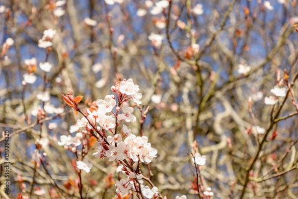 Obraz Blossoming cherry tree buds, spring.