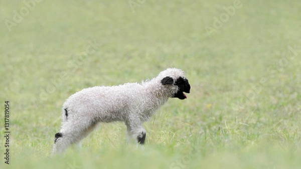 Fototapeta A Bleating  Valais Blacknose Lamb