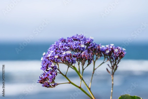 Fototapeta Limonium perezii is a species of Limonium known by the common names Perez's sea lavender and seafoam statice. La Jolla Tide Pools, San Diego, California