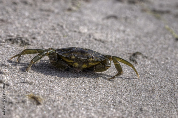 Obraz Dänemark 2015-0161