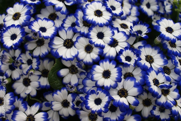 Obraz fiori bianchi e blu