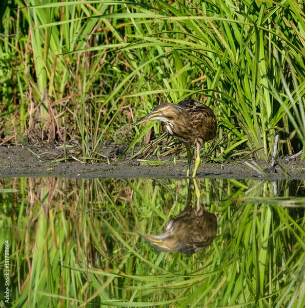 Fototapeta American Bittern with Reflection Fishing