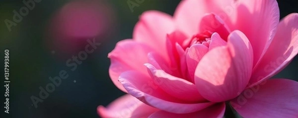 Obraz Close up of beautiful pink flower petals in full bloom, vibrant, colorful, delicate