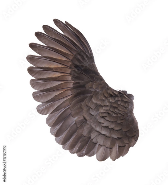 Obraz Pinion on the sprawling white