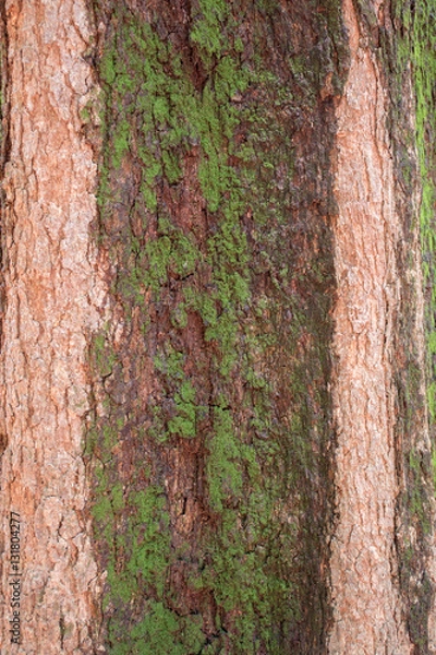 Fototapeta Casca de árvore
