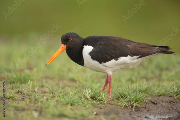 Fototapeta Oystercatcher