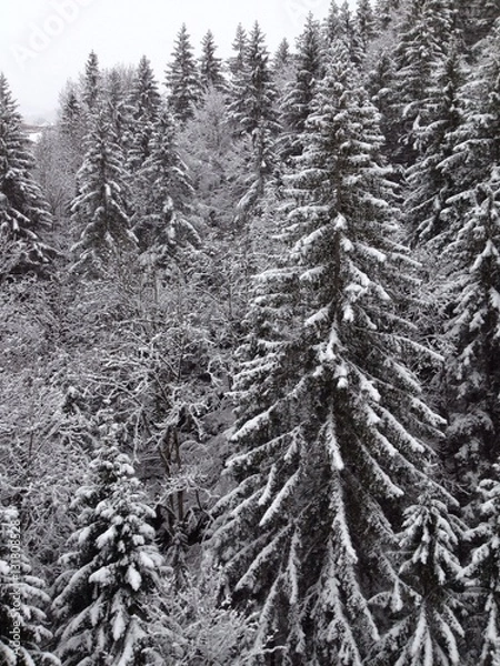 Obraz conifer forest