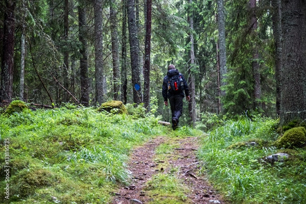 Obraz Walking in the forrest