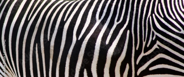 Fototapeta Zebra