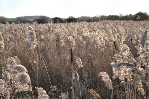 Obraz wheat field 