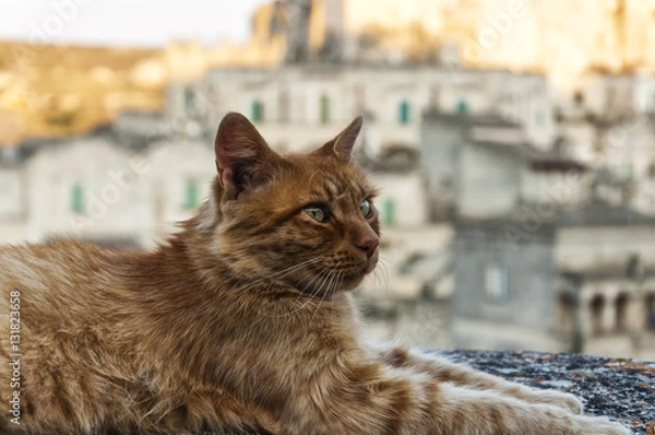 Obraz Gatto a Matera