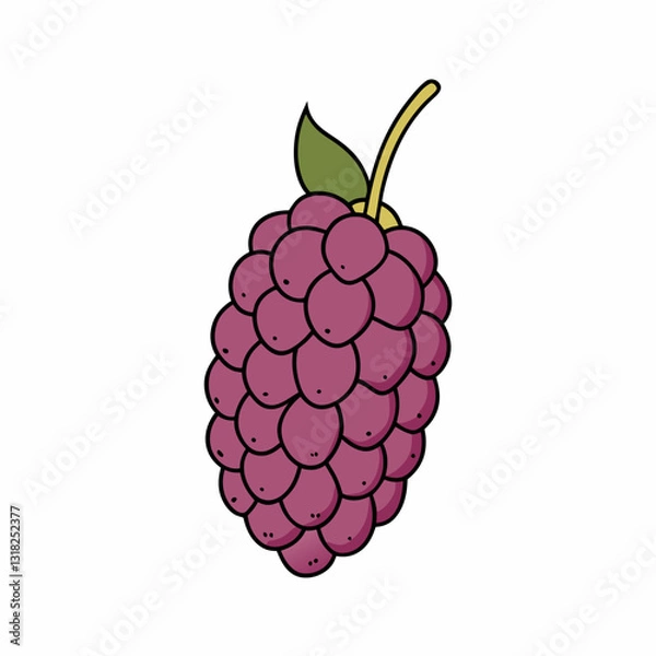 Fototapeta vector illustration of a raspberry