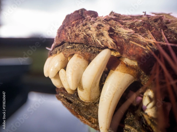 Obraz Gray fox skull exposed to the elements through a harsh winter, partially preserved as insects failed to fully degrade it, leaving its teeth and bone structure intact.